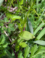 Platanthera tipuloides