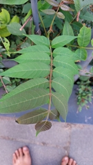 Ailanthus altissima