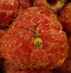 Coreus marginatus