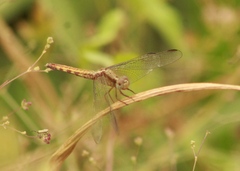 Erythrodiplax basifusca