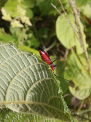 Sphictyrtus sumtuosus