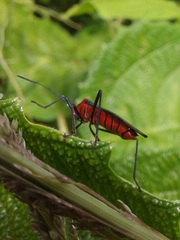 Sphictyrtus sumtuosus