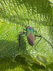 Sphictyrtus sumtuosus