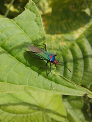 Sphictyrtus sumtuosus