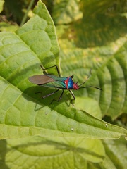 Sphictyrtus sumtuosus