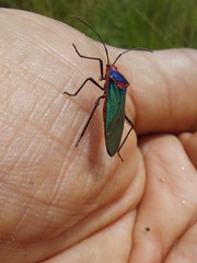 Sphictyrtus sumtuosus