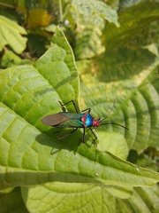 Sphictyrtus sumtuosus