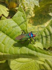 Sphictyrtus sumtuosus