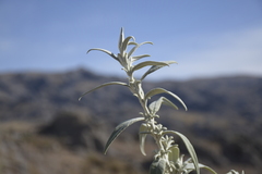 Buddleja cordobensis