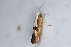 Argyresthia semifusca