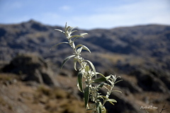Buddleja cordobensis