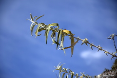 Buddleja cordobensis