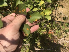 Crataegus viridis
