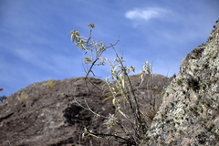 Buddleja cordobensis