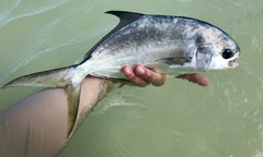 Trachinotus carolinus