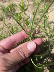 Cyperus grayioides