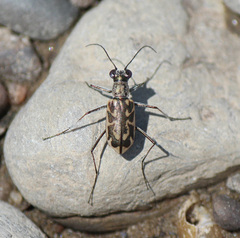 Ellipsoptera cuprascens