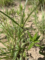 Cyperus grayioides