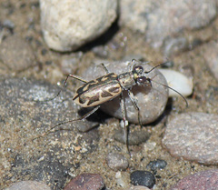 Ellipsoptera cuprascens