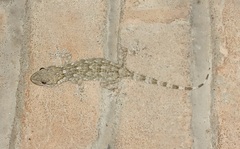 Tarentola mauritanica