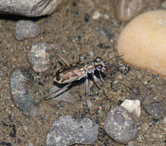 Ellipsoptera cuprascens