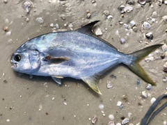 Trachinotus carolinus