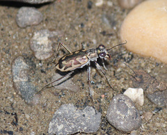 Ellipsoptera cuprascens