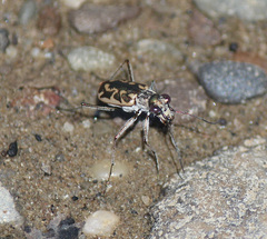 Ellipsoptera cuprascens