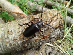 Prionus besikanus