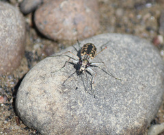 Ellipsoptera cuprascens