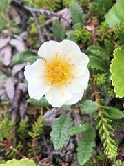 Dryas octopetala