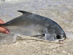 Trachinotus carolinus