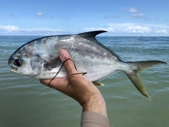 Trachinotus carolinus