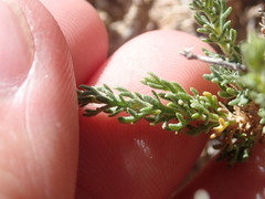 Artemisia pygmaea