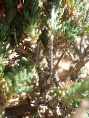 Artemisia pygmaea