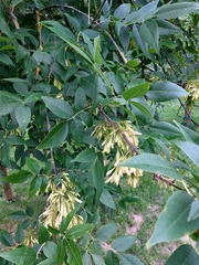 Fraxinus excelsior