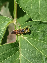 Philanthus crabroniformis