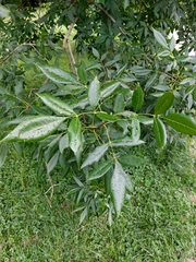 Fraxinus excelsior