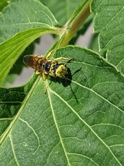 Philanthus crabroniformis