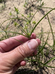 Cyperus grayioides