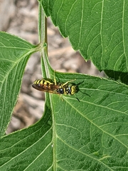 Philanthus crabroniformis