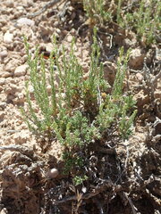 Artemisia pygmaea