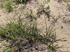 Cyperus grayioides