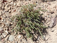 Artemisia pygmaea