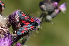 Zygaena viciae