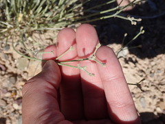 Eriogonum brevicaule cottamii