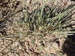 Eriogonum brevicaule cottamii