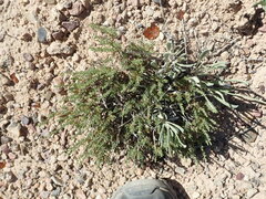 Artemisia pygmaea