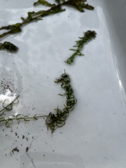 Elodea nuttallii