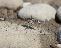 Ellipsoptera cuprascens